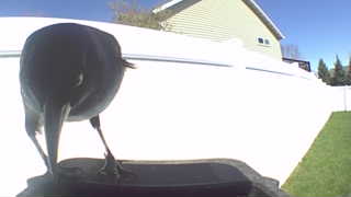 american crow