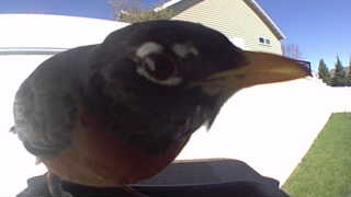 american robin