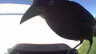 common grackle