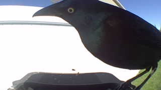 common grackle