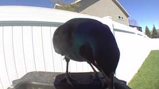 common grackle