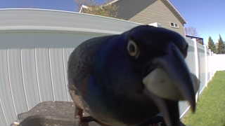 common grackle
