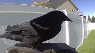 red-winged blackbird