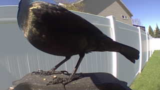 common grackle