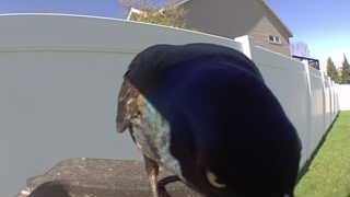 european starling