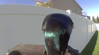mallard