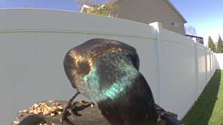 common grackle