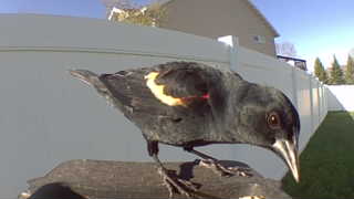 red-winged blackbird