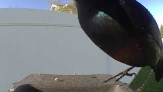 common grackle
