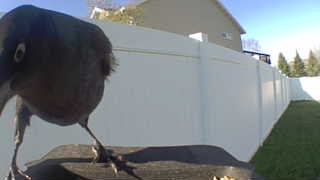 common grackle