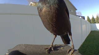 european starling