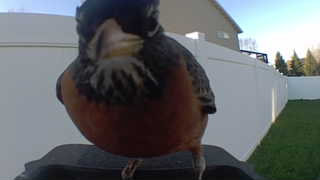american robin