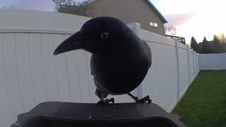 american crow