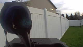 common grackle
