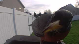 american robin