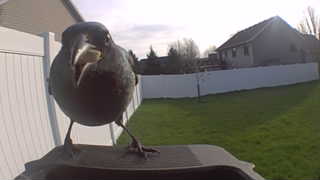 european starling