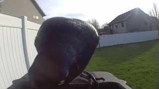 american crow