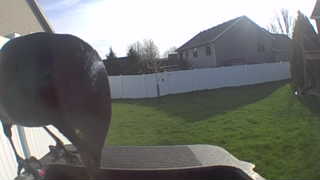 american crow