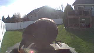 american crow
