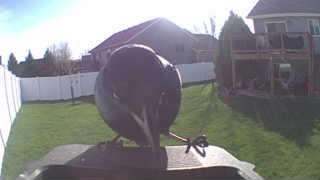 common grackle