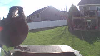 american robin