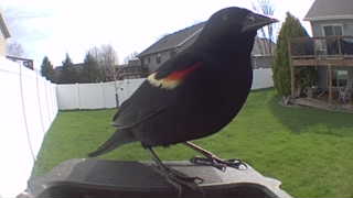 red-winged blackbird