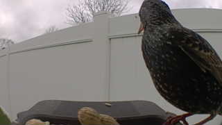 european starling
