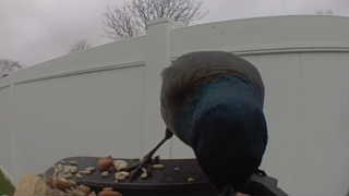 common grackle