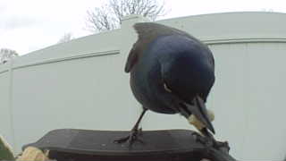 common grackle