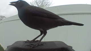 american crow