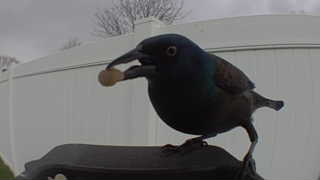 common grackle