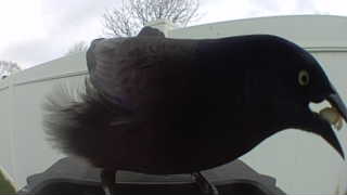 common grackle