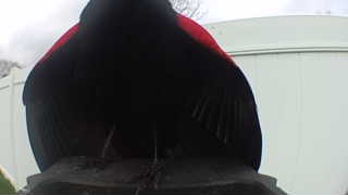 red-winged blackbird