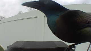 common grackle