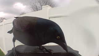 common grackle