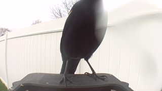 american crow