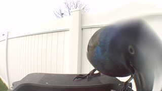 common grackle