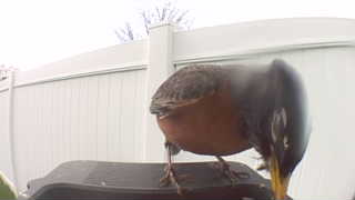 american robin