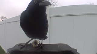 common raven