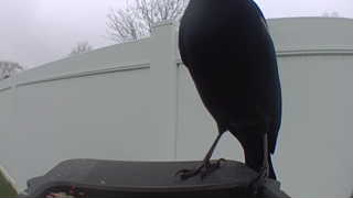 common grackle