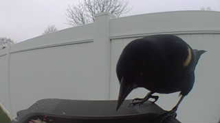 red-winged blackbird