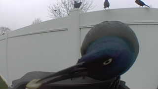 american crow
