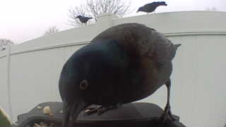 american crow