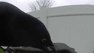 common grackle