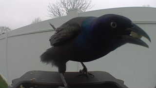 common grackle