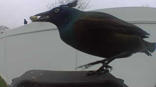common grackle