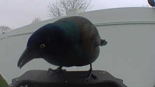 common grackle