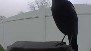 red-winged blackbird