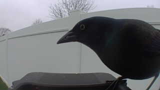 common grackle