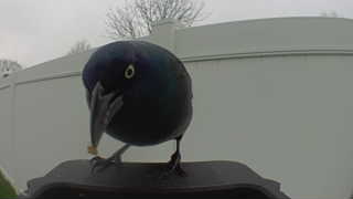 common grackle